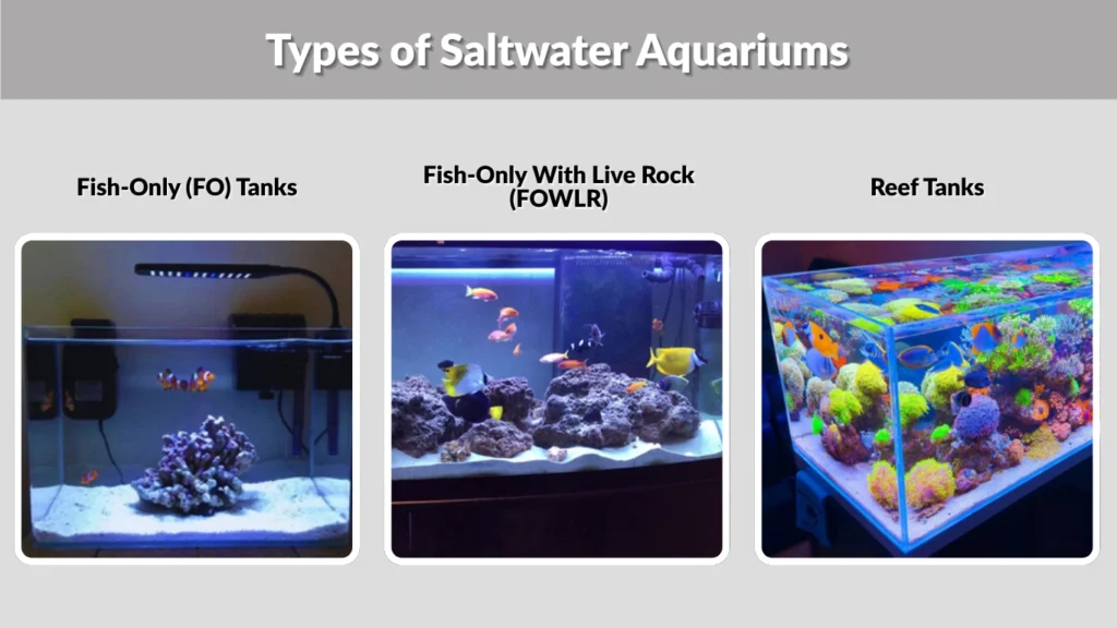 Types of Saltwater Aquariums