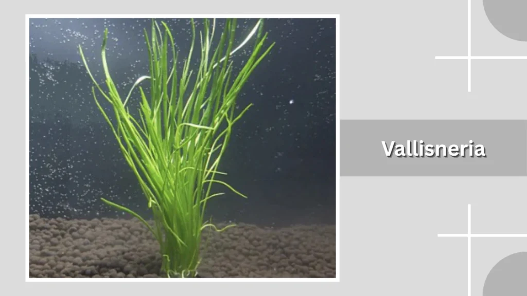 Vallisneria