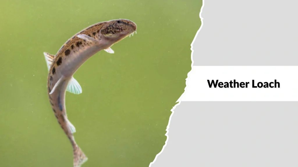 Weather Loach