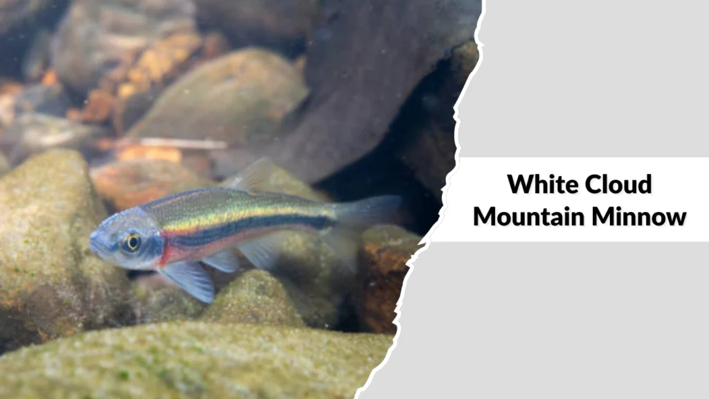 White Cloud Mountain Minnow