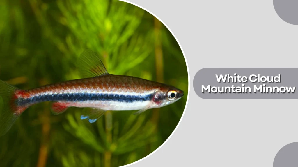 White Cloud Mountain Minnow