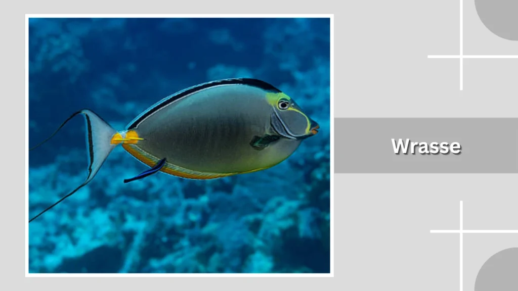 Wrasse