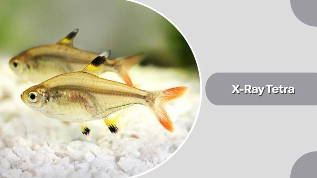 X-Ray Tetra