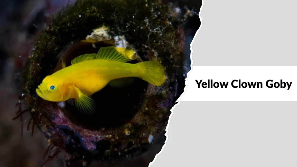 Yellow Clown Goby