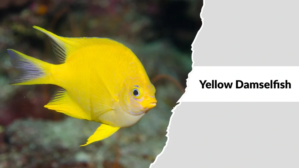 Yellow Damselfish