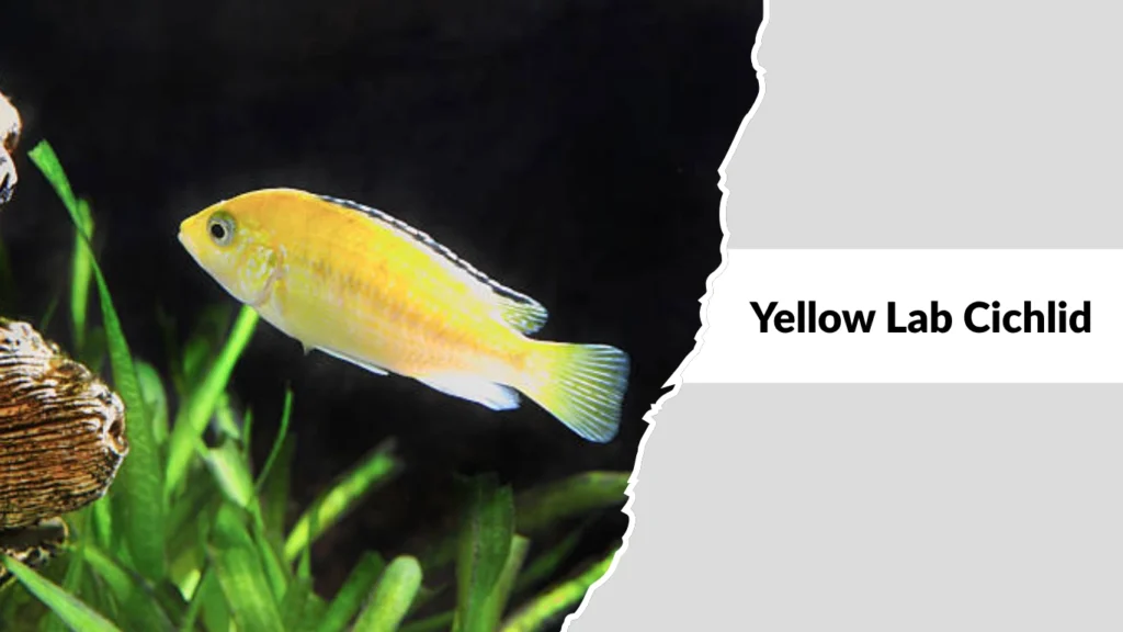Yellow Lab Cichlid