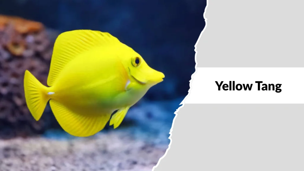 Yellow Tang