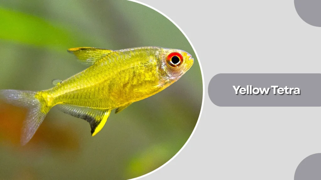 Yellow Tetra