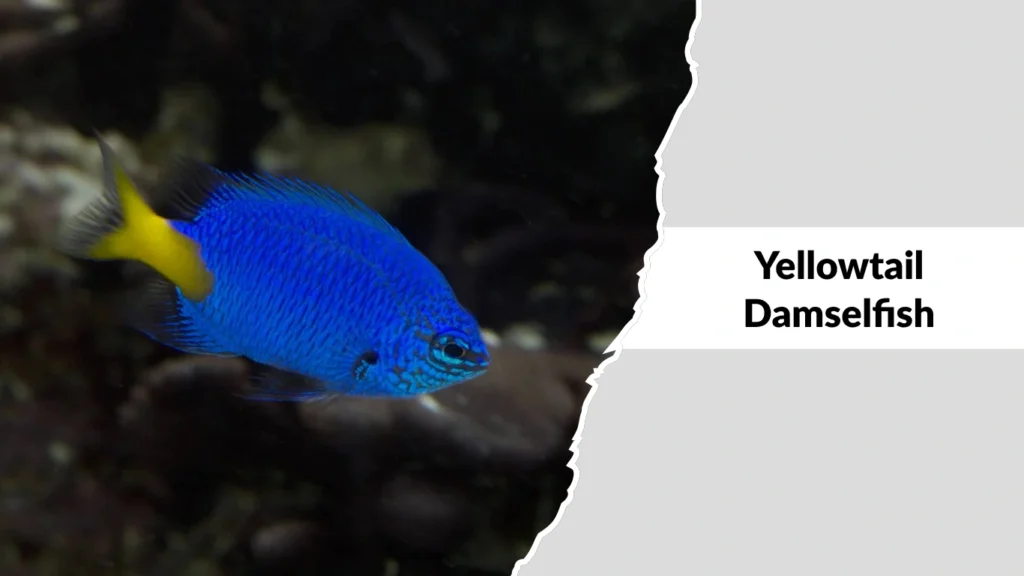 Yellowtail Damselfish