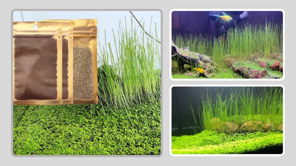 ZUQOVI Aquarium Aquatic Hairgrass