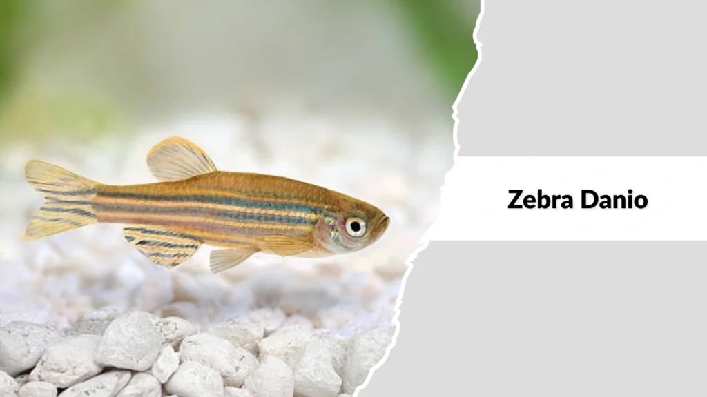 Zebra Danio