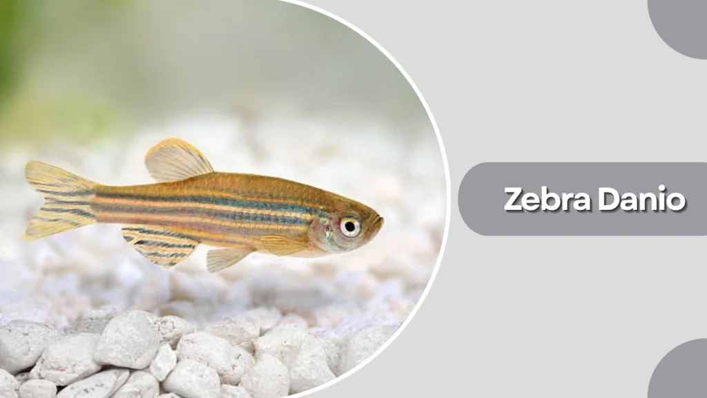 Zebra Danio