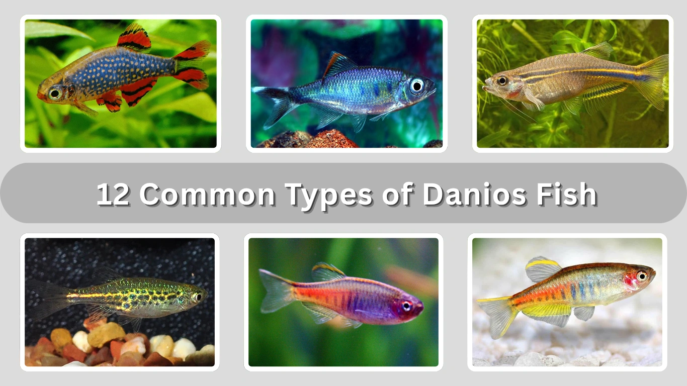 12 Common Types of Danios Fish: Identification with Pictures