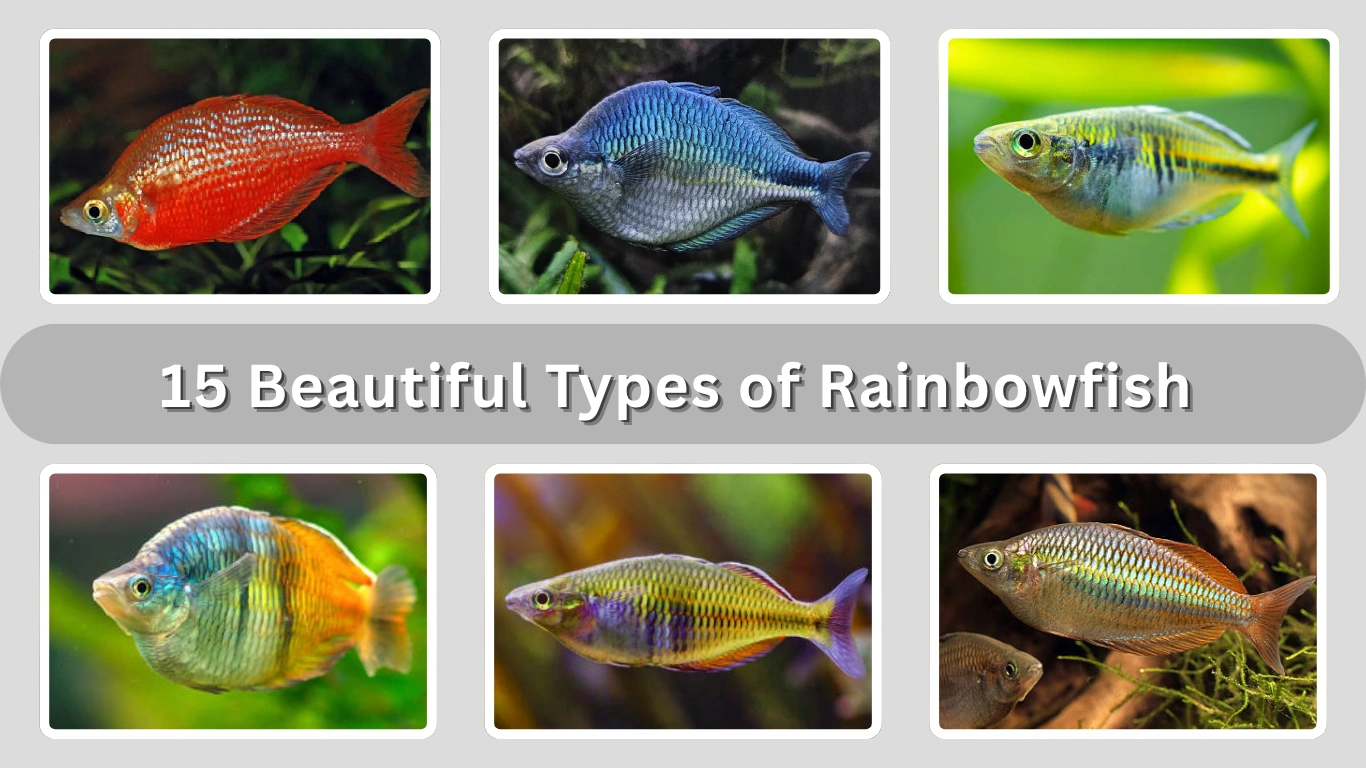 15 Beautiful Types of Rainbowfish for Freshwater Aquariums