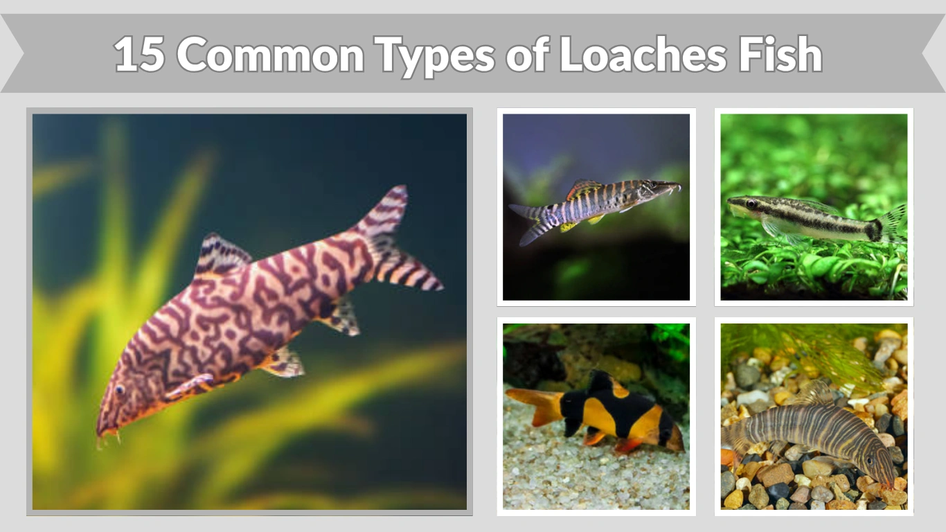 15 Common Types of Loaches Fish for Freshwater Aquariums
