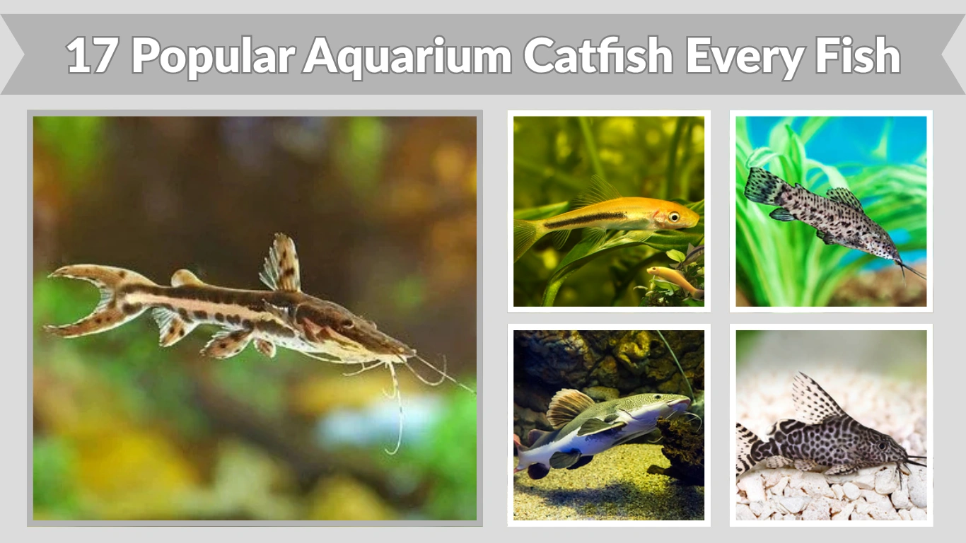 17 Popular Aquarium Catfish Every Fish Keeper Should Know