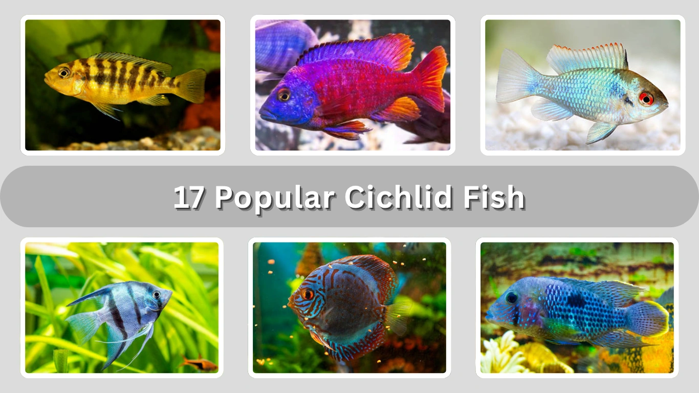 17 Popular Cichlid Fish Every Aquarium Lover Should Know