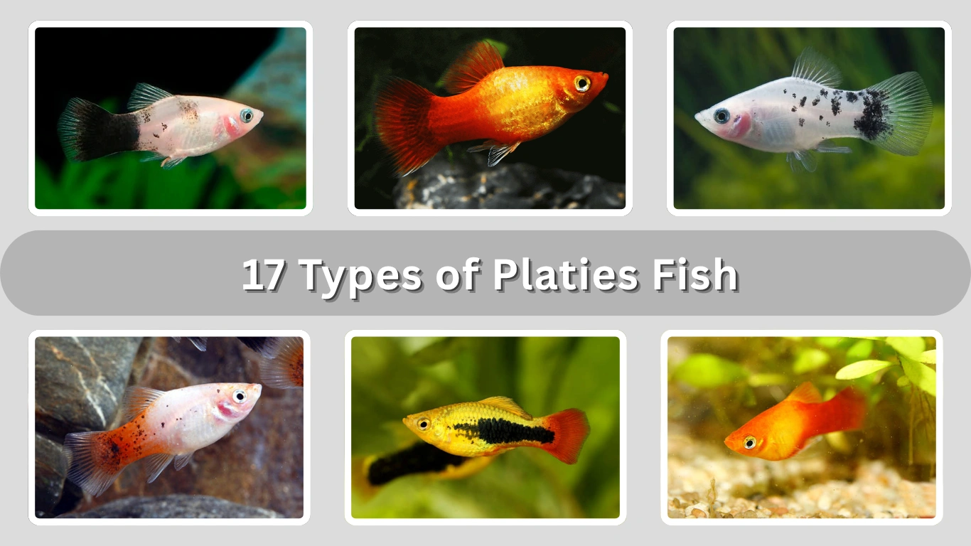 17 Types of Platies Fish with Identification & Pictures