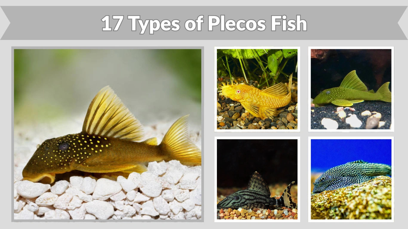 17 Types of Plecos Fish Every Aquarist Should Know
