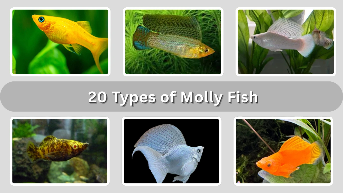 20 Types of Molly Fish Every Aquarist Should Know