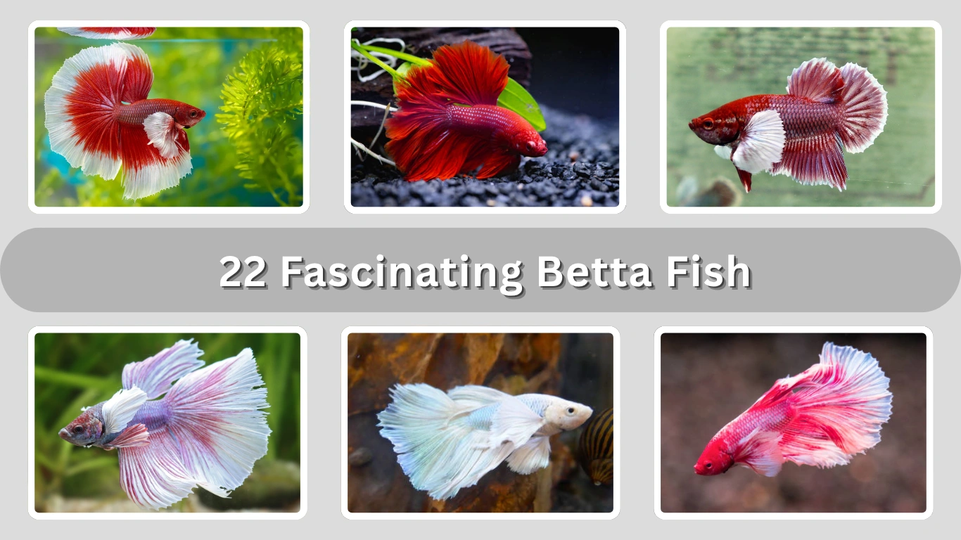 22 Fascinating Betta Fish Types for Home Aquariums