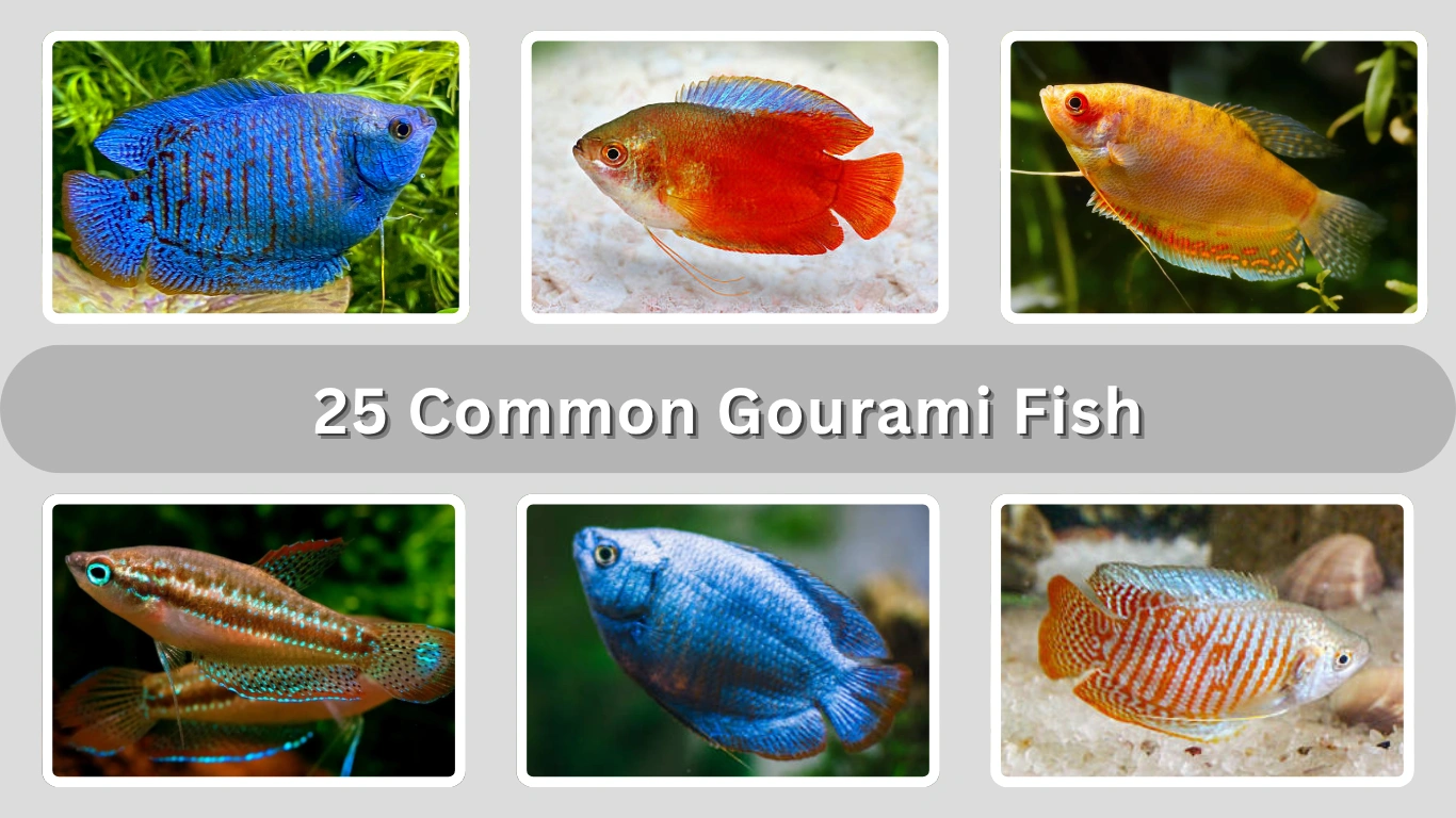 25 Common Gourami Fish With Identification and Care Tips