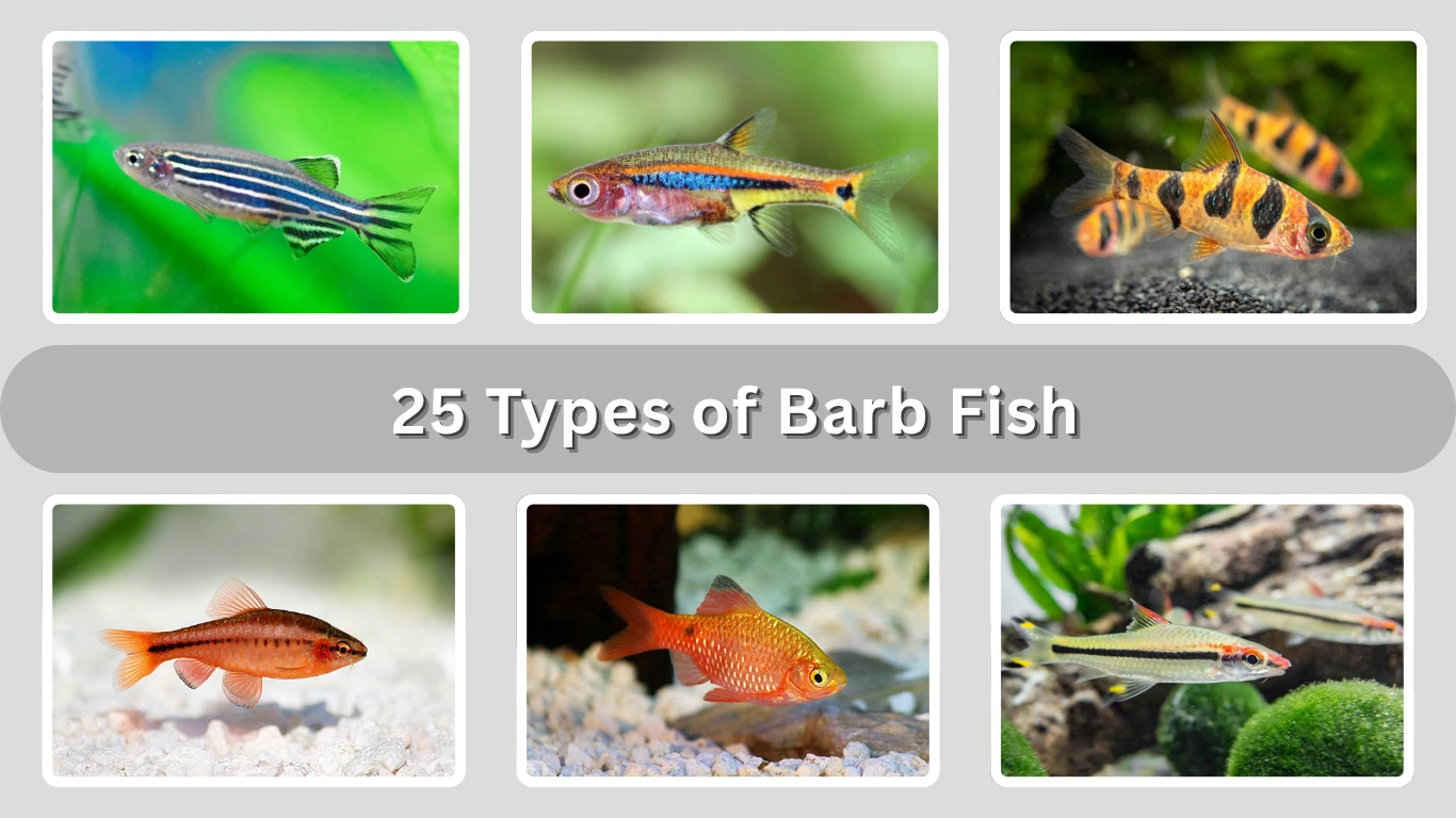 25 Types of Barb Fish for Freshwater Aquariums