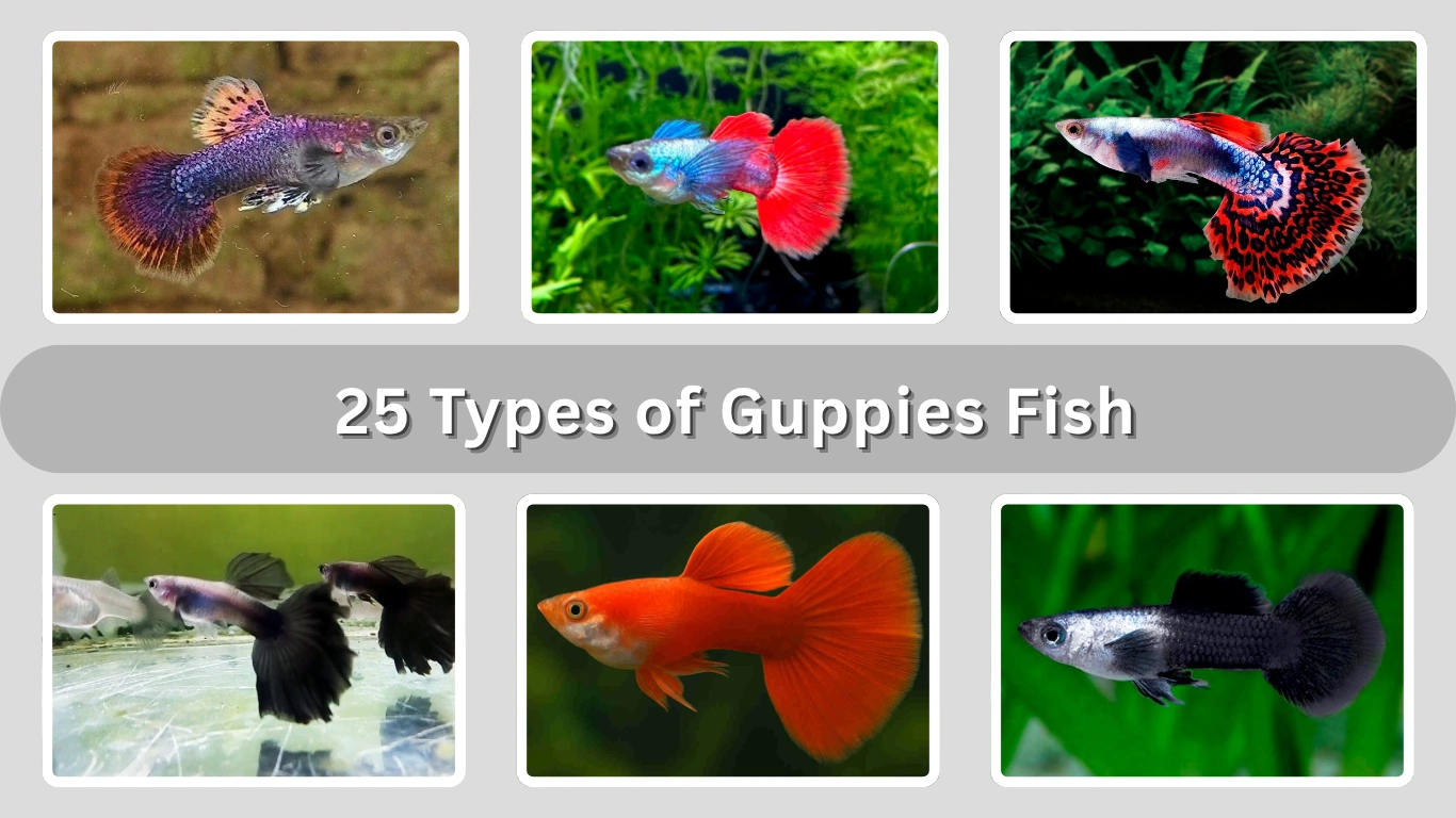 25 Types of Guppies Fish: Popular Varieties Guide