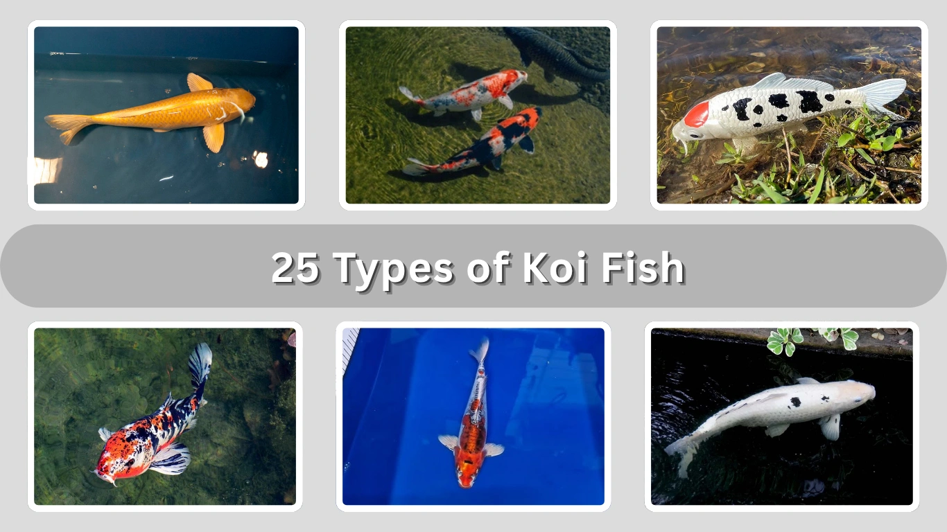 25 Types of Koi Fish Every Beginner Should Know