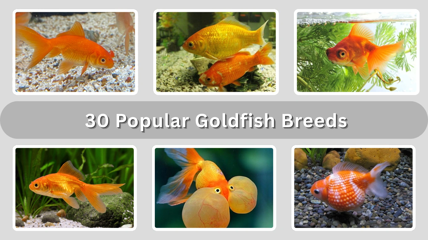 30 Popular Goldfish Breeds with Names and Details