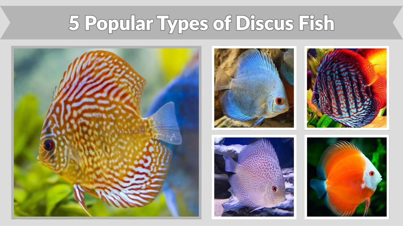 5 Popular Types of Discus Fish for Aquariums (ID & Pictures)