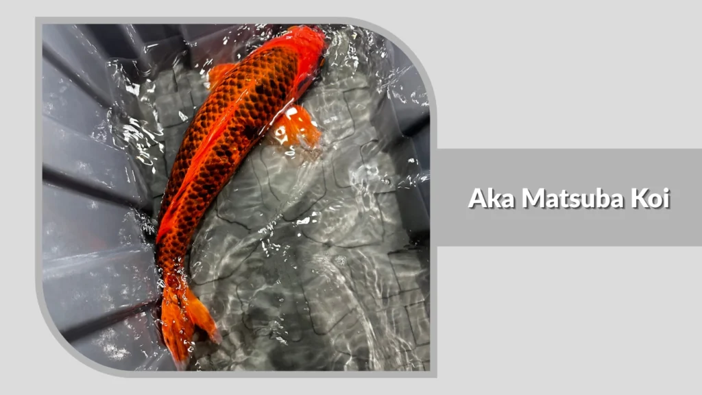  Aka Matsuba Koi
