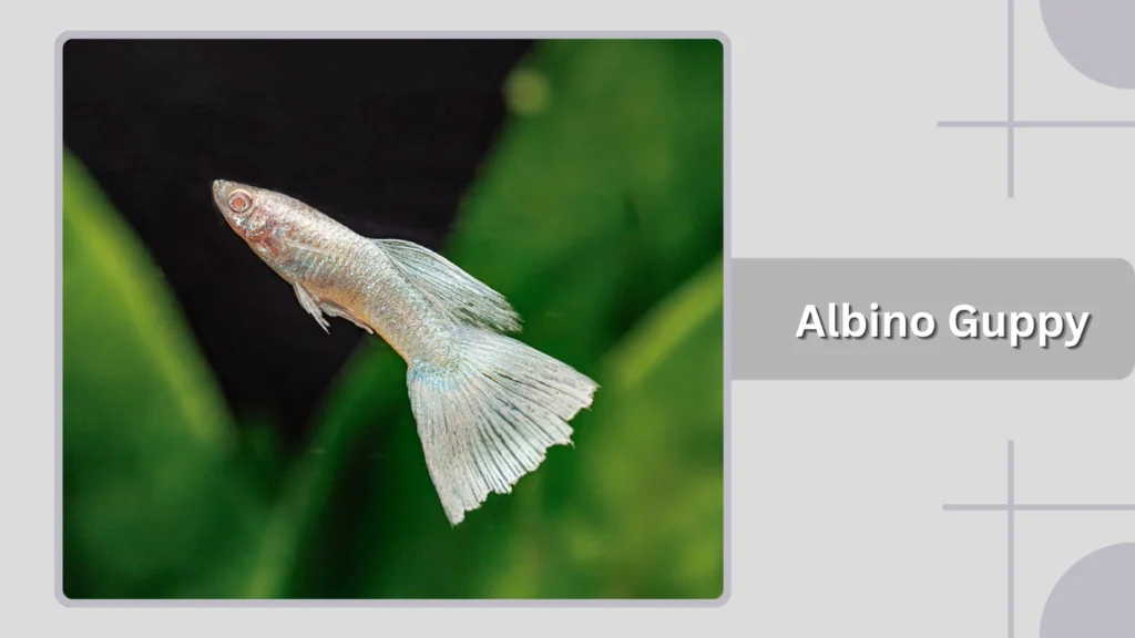 Albino Guppy