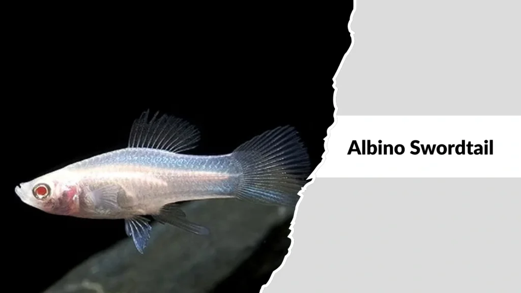 Albino Swordtail