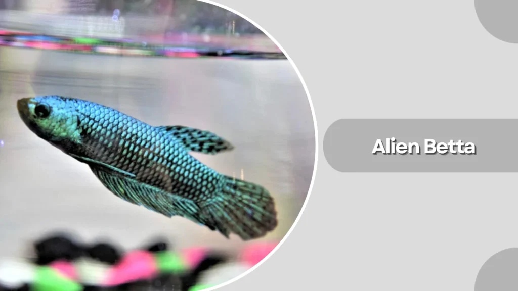 Alien Betta