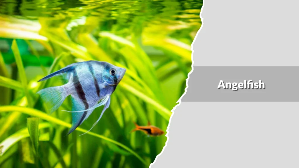 Angelfish