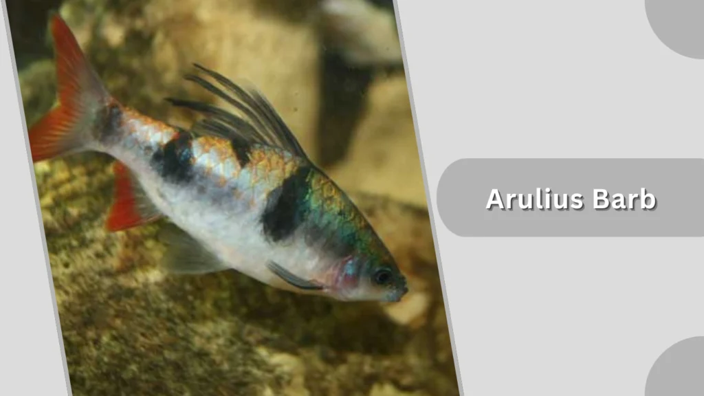 Arulius Barb