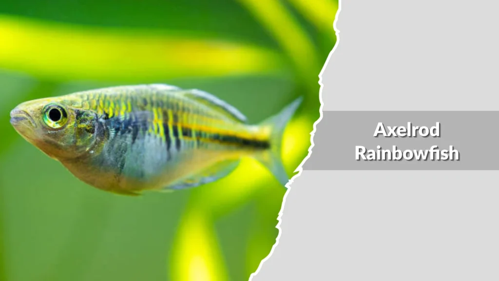 Axelrod Rainbowfish