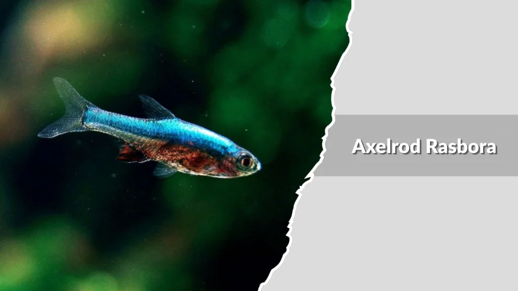 Axelrod Rasbora