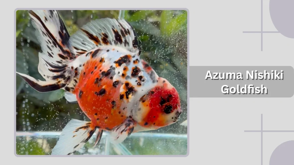 Azuma Nishiki Goldfish