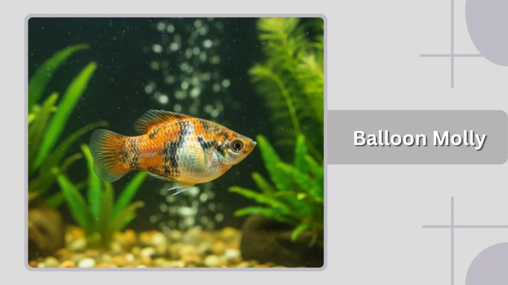 Balloon Molly