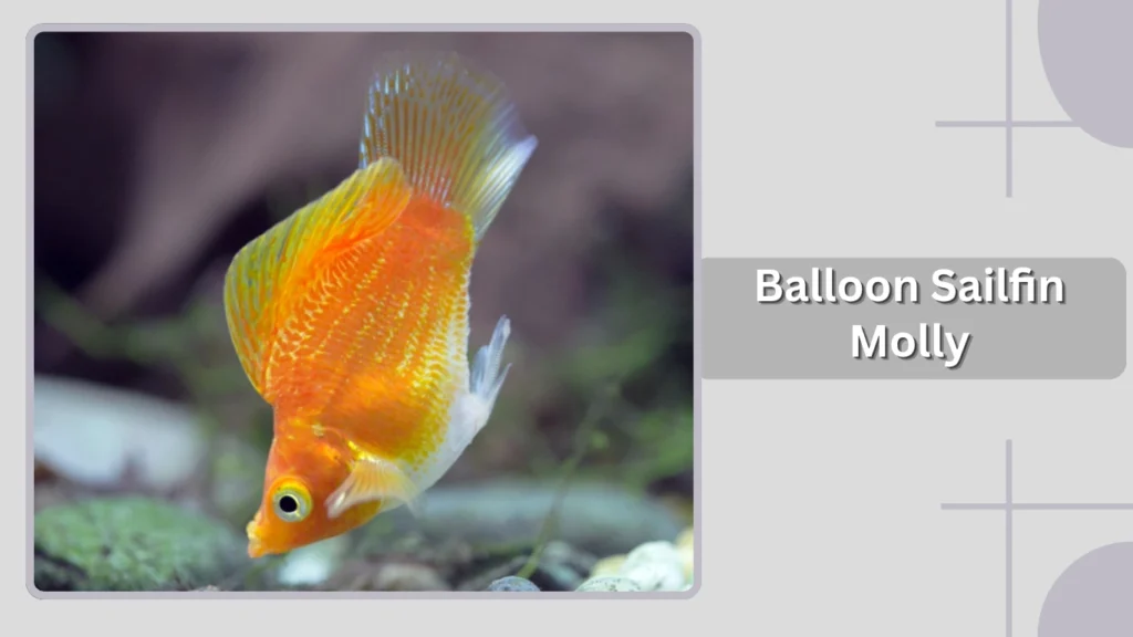 Balloon Sailfin Molly
