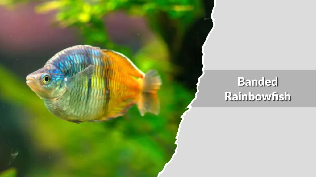 Banded Rainbowfish