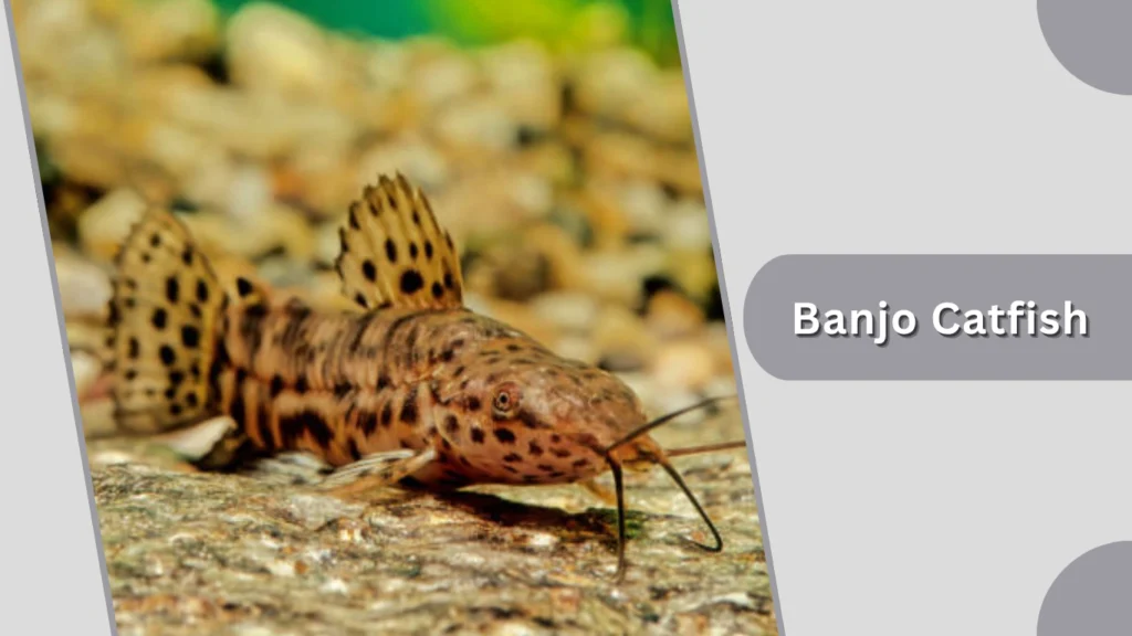 Banjo Catfish