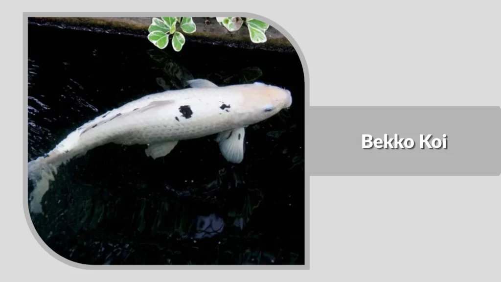 Bekko Koi