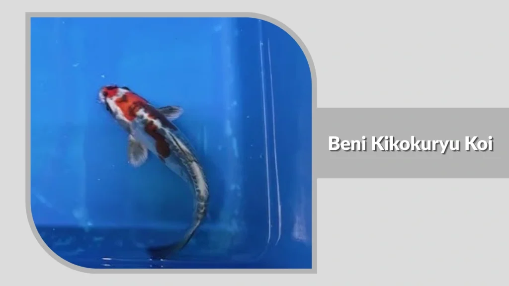 Beni Kikokuryu Koi