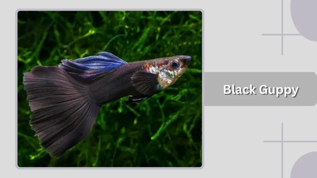 Black Guppy