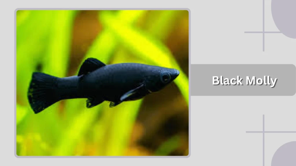 Black Molly