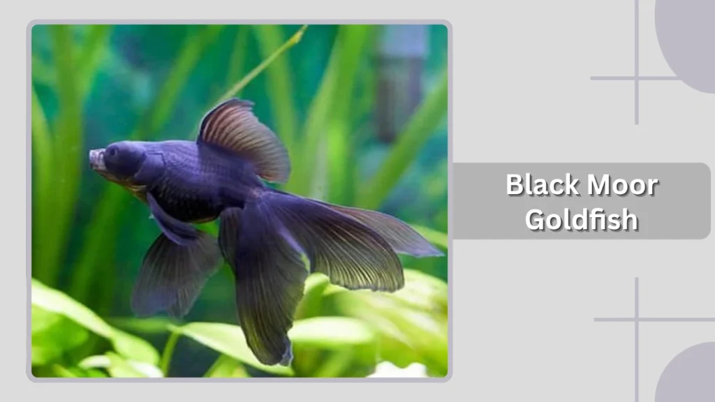 Black Moor Goldfish