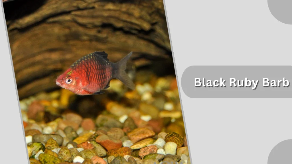 Black Ruby Barb